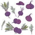 Vector clip art set of beet roots. isolated purple vegetables on white background